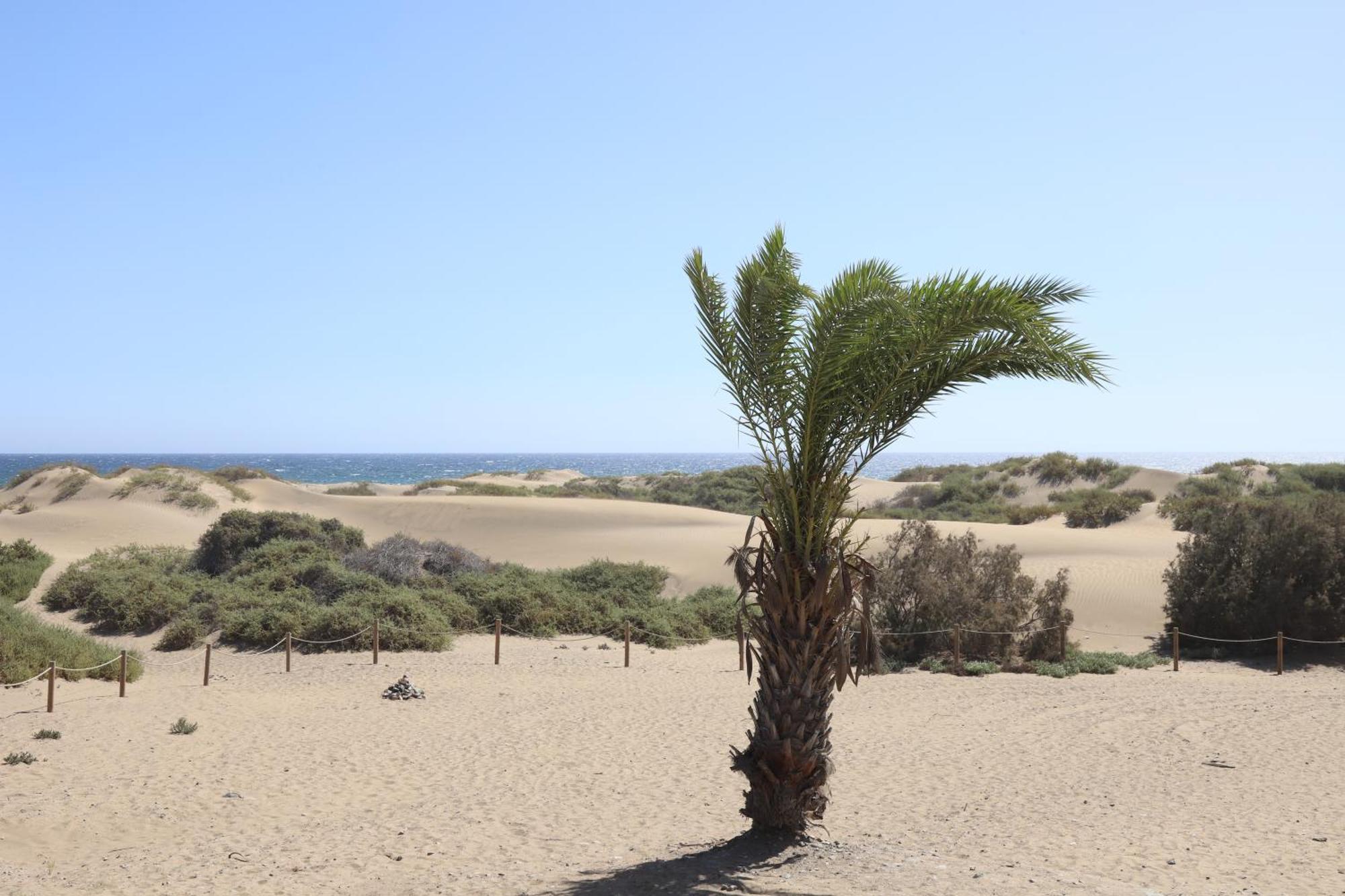 Confortevole Appartamento Playa Del Ingles Maspalomas  Exterior foto